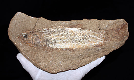 並べて展示すると、博物館展示コーナーのよう・・・。直線距離２２センチ、鱗の状態が抜群のブラジルセアラ州産魚化石。（その11）