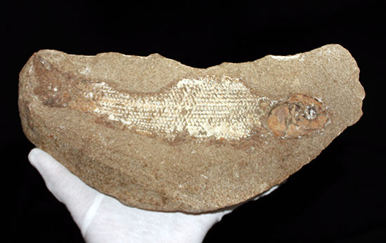 並べて展示すると、博物館展示コーナーのよう・・・。直線距離２２センチ、鱗の状態が抜群のブラジルセアラ州産魚化石。（その13）