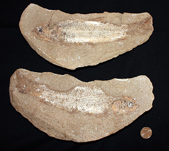並べて展示すると、博物館展示コーナーのよう・・・。直線距離２２センチ、鱗の状態が抜群のブラジルセアラ州産魚化石。（その15）