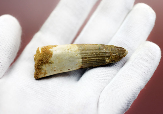 ディープな恐竜化石の世界にようこそ!スピノサウルスの歯化石(Spinosaurus)(その3)