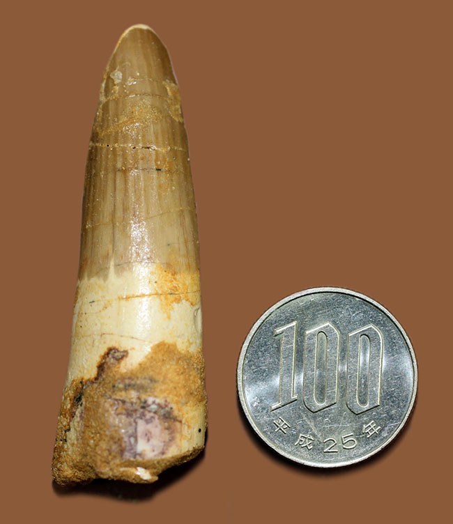 ディープな恐竜化石の世界にようこそ!スピノサウルスの歯化石(Spinosaurus)(その8)