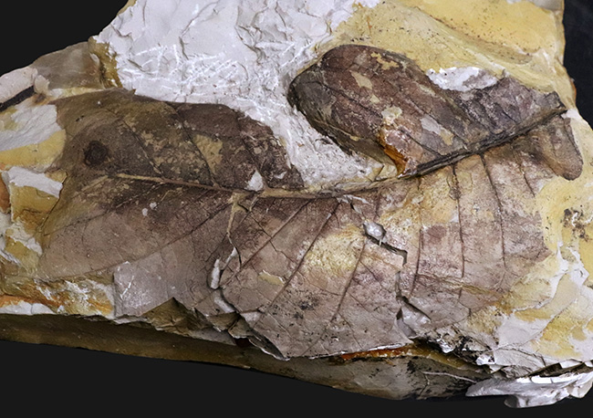 18センチ級、デカい!神戸層群(神戸市布施畑産・約3000万年前)から発見された、大きなヌマミズキ属(Nyssa)の葉化石(その2)