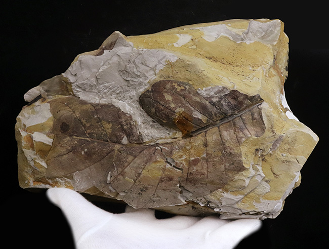 18センチ級、デカい!神戸層群(神戸市布施畑産・約3000万年前)から発見された、大きなヌマミズキ属(Nyssa)の葉化石(その3)