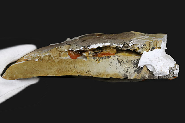 18センチ級、デカい!神戸層群(神戸市布施畑産・約3000万年前)から発見された、大きなヌマミズキ属(Nyssa)の葉化石(その5)