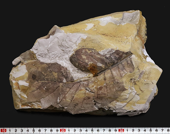 18センチ級、デカい!神戸層群(神戸市布施畑産・約3000万年前)から発見された、大きなヌマミズキ属(Nyssa)の葉化石(その6)