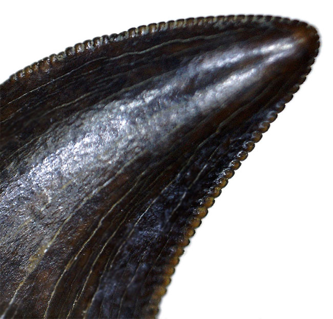 セレーションとエナメル質ともに一級！ドロマエオサウルス科と思われる小型獣脚類の歯化石（その1）