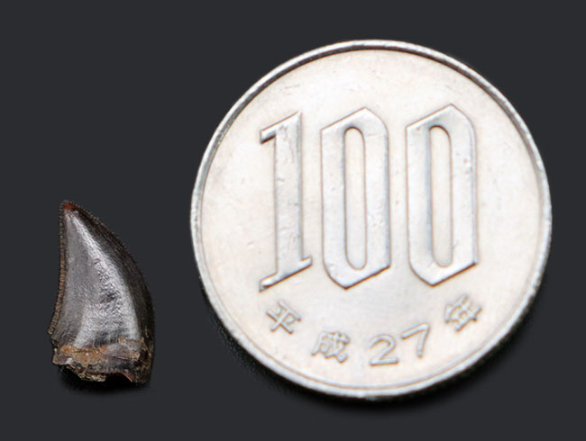 セレーションとエナメル質ともに一級!ドロマエオサウルス科と思われる小型獣脚類の歯化石(その6)