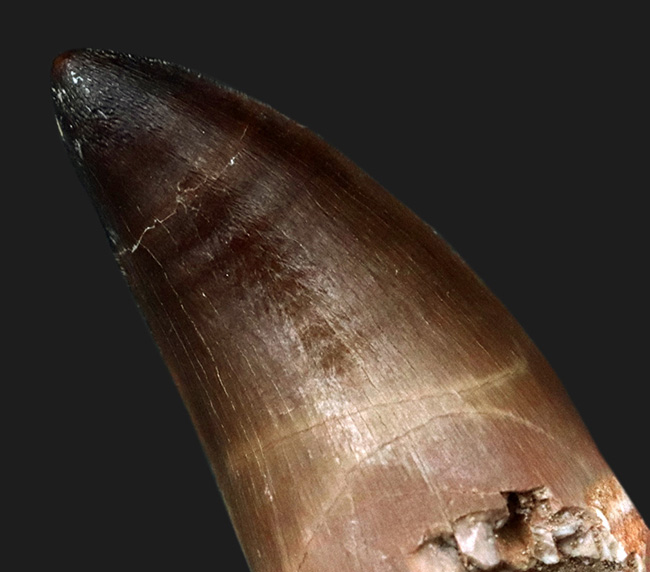 自然に光る美しいエナメル質が保存されたモササウルス(Mosasaurus)の歯化石(その6)