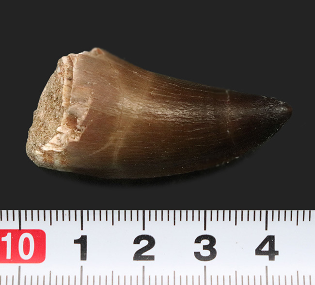 自然に光る美しいエナメル質が保存されたモササウルス(Mosasaurus)の歯化石(その7)