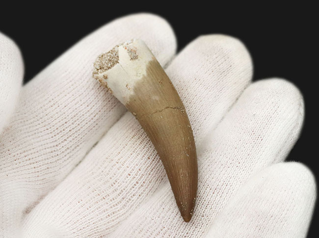 これぞ極上品！サイズあり、状態抜群！モロッコで採集された首長竜