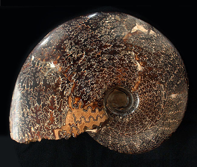 殻全体が縫合線に覆われた、大迫力のプラセンチセラス（Placenticeras sp.）の化石。米国サウスダコタ州産（その1）