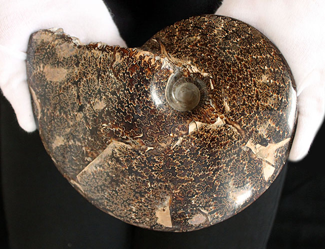 殻全体が縫合線に覆われた、大迫力のプラセンチセラス（Placenticeras sp.）の化石。米国サウスダコタ州産（その2）