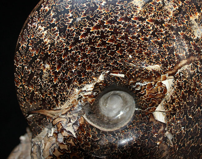 殻全体が縫合線に覆われた、大迫力のプラセンチセラス(Placenticeras sp.)の化石。米国サウスダコタ州産(その3)