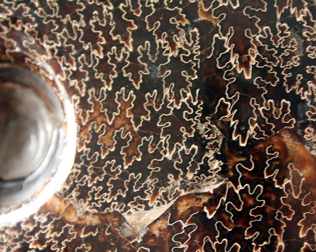 殻全体が縫合線に覆われた、大迫力のプラセンチセラス(Placenticeras sp.)の化石。米国サウスダコタ州産(その4)