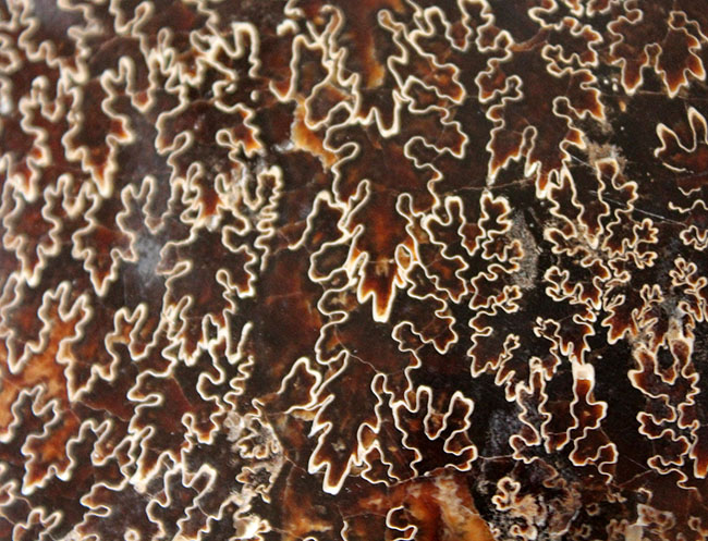 殻全体が縫合線に覆われた、大迫力のプラセンチセラス(Placenticeras sp.)の化石。米国サウスダコタ州産(その5)