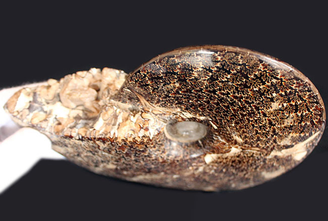 殻全体が縫合線に覆われた、大迫力のプラセンチセラス（Placenticeras sp.）の化石。米国サウスダコタ州産（その6）