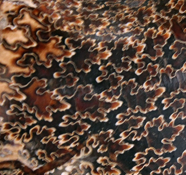 殻全体が縫合線に覆われた、大迫力のプラセンチセラス（Placenticeras sp.）の化石。米国サウスダコタ州産（その7）