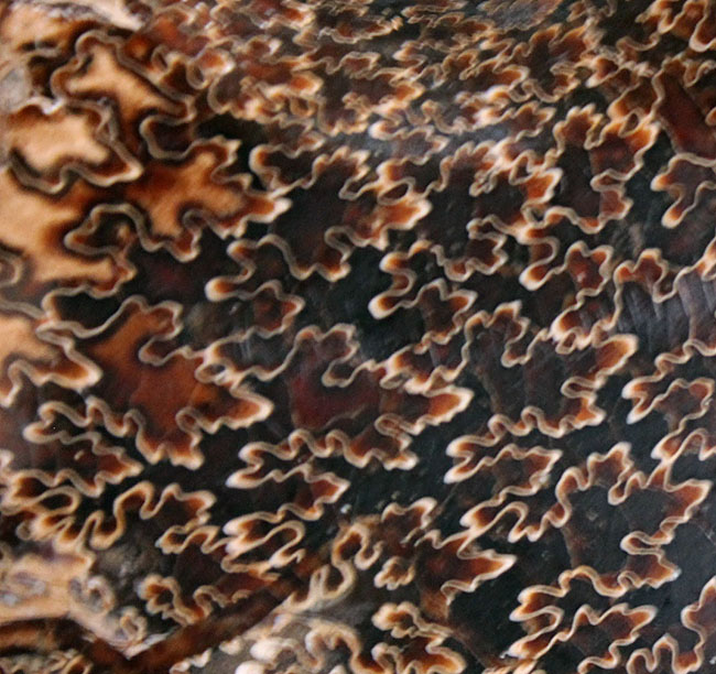 殻全体が縫合線に覆われた、大迫力のプラセンチセラス(Placenticeras sp.)の化石。米国サウスダコタ州産(その7)