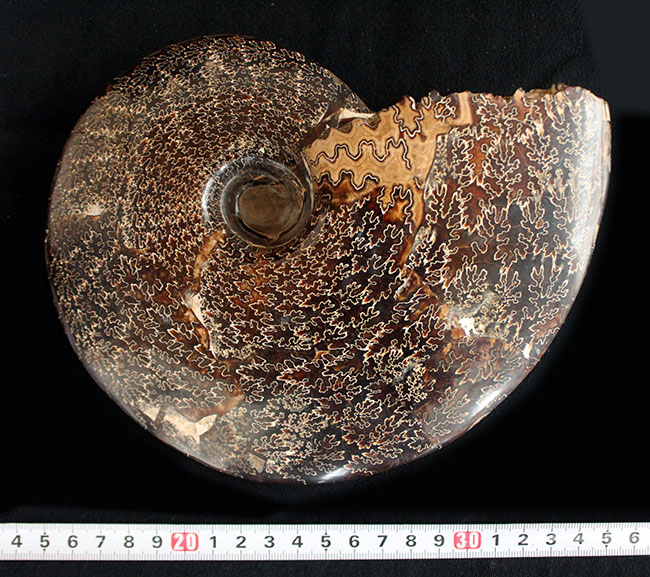 殻全体が縫合線に覆われた、大迫力のプラセンチセラス（Placenticeras sp.）の化石。米国サウスダコタ州産（その8）