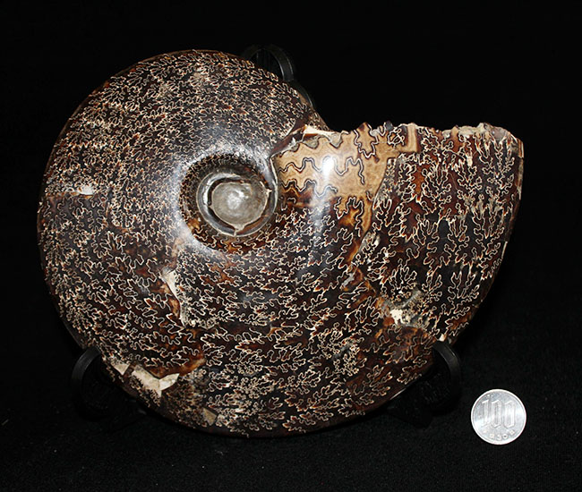 殻全体が縫合線に覆われた、大迫力のプラセンチセラス(Placenticeras sp.)の化石。米国サウスダコタ州産(その9)