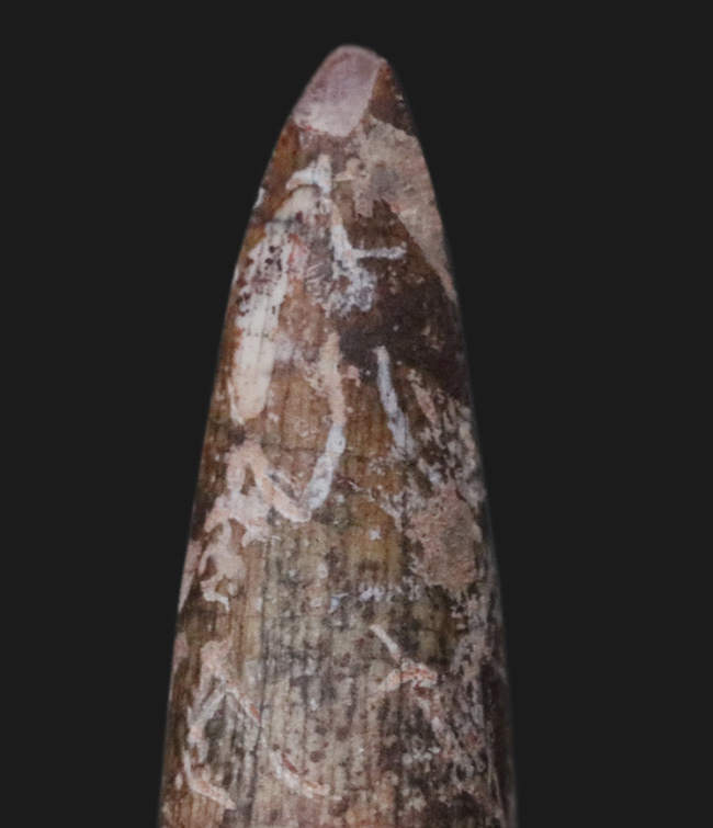 レア！恐竜が誕生する前の王座に君臨していた生物、フィト