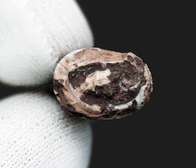 レア！恐竜が誕生する前の王座に君臨していた生物、フィト