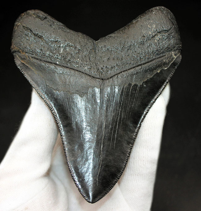 ギラギラ輝く！希少な無補修、オールナチュラルのメガロドン（Carcharodon megalodon）の歯化石（その1）