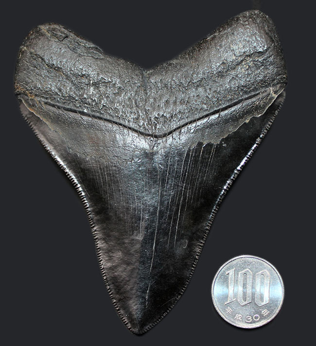 ギラギラ輝く！希少な無補修、オールナチュラルのメガロドン（Carcharodon megalodon）の歯化石（その9）