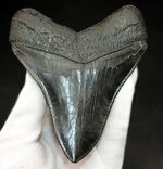 ギラギラ輝く！希少な無補修、オールナチュラルのメガロドン（Carcharodon megalodon）の歯化石