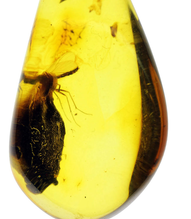 透明度高い！およそ４０００万年以上前の羽虫が内包されたバルト海産の琥珀を使ったペンダントトップ。高級ジュエリーケース付き。（その8）
