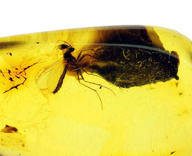 透明度高い！およそ４０００万年以上前の羽虫が内包されたバルト海産の琥珀を使ったペンダントトップ。高級ジュエリーケース付き。（その9）