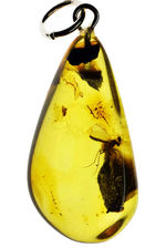 透明度高い！およそ４０００万年以上前の羽虫が内包されたバルト海産の琥珀を使ったペンダントトップ。高級ジュエリーケース付き。