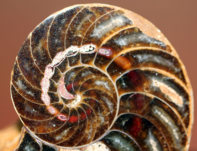 教科書通り、中身の構造が丸分かり！オウムガイのカット＆ポリッシュ