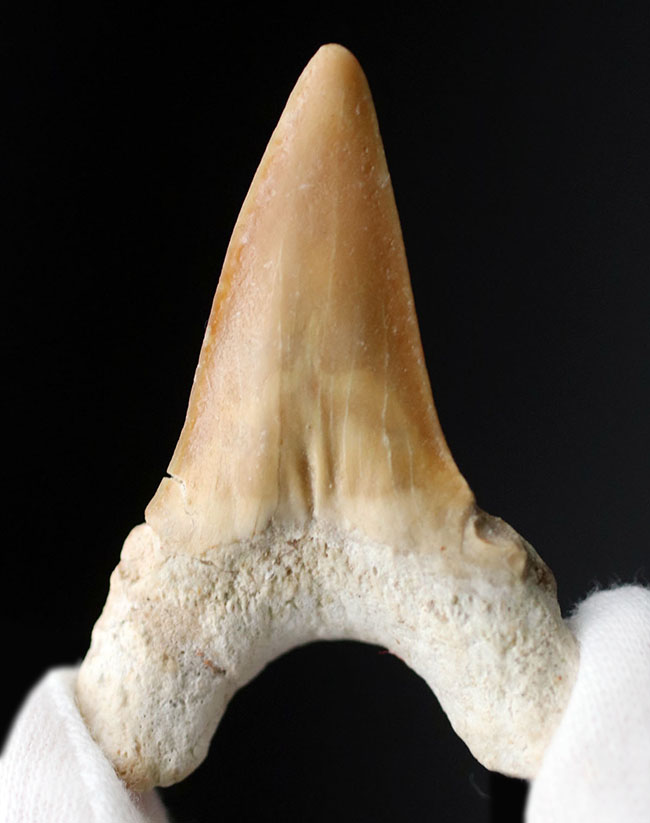 厚みのあり！メガロドンの祖先として知られる絶滅古代鮫、オトダス・オブリークスの歯化石（その1）