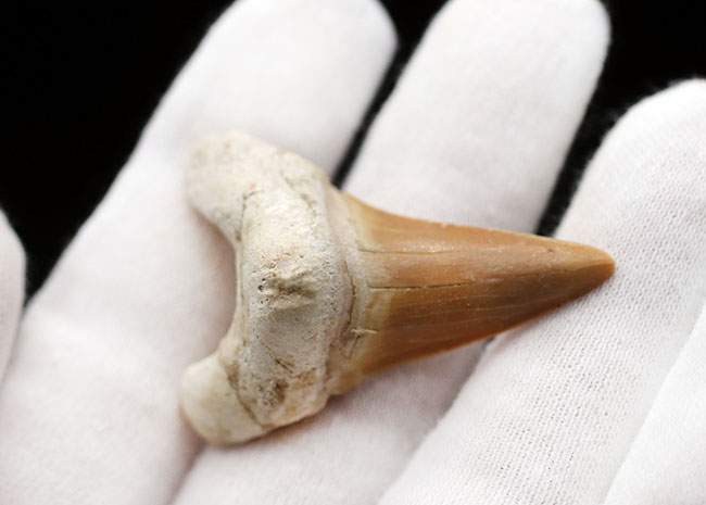 厚みのあり！メガロドンの祖先として知られる絶滅古代鮫、オトダス