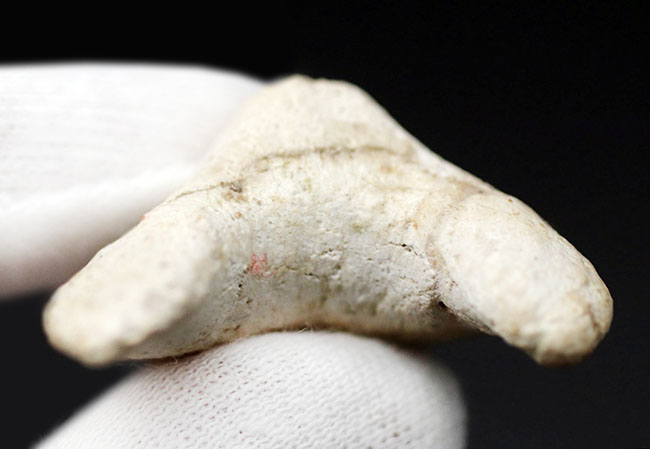 厚みのあり！メガロドンの祖先として知られる絶滅古代鮫、オトダス・オブリークスの歯化石（その5）