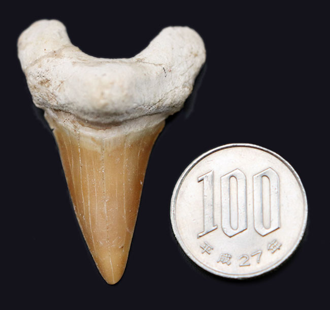 厚みのあり！メガロドンの祖先として知られる絶滅古代鮫、オトダス・オブリークスの歯化石（その6）