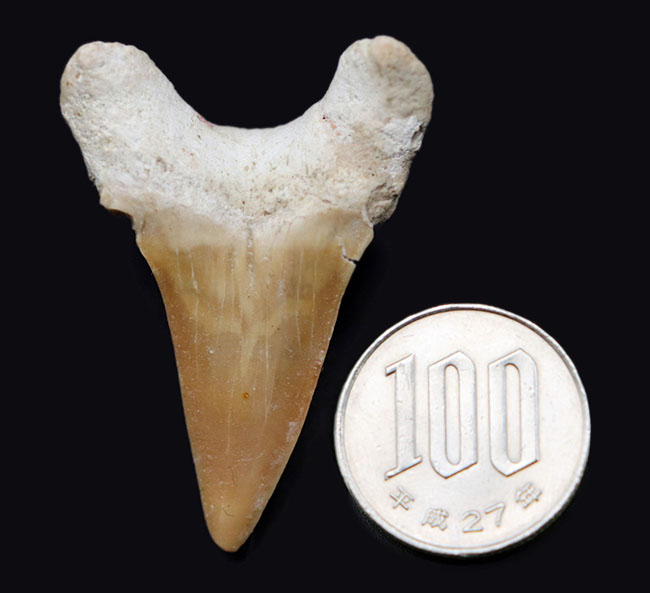 厚みのあり！メガロドンの祖先として知られる絶滅古代鮫、オトダス・オブリークスの歯化石（その7）