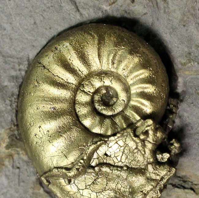 ジュラ紀1億9000万年前の肋（ろく）が美しい黄鉄鉱化されたアンモナイト、アマルテウス（Amaltheus sp.）（その2）