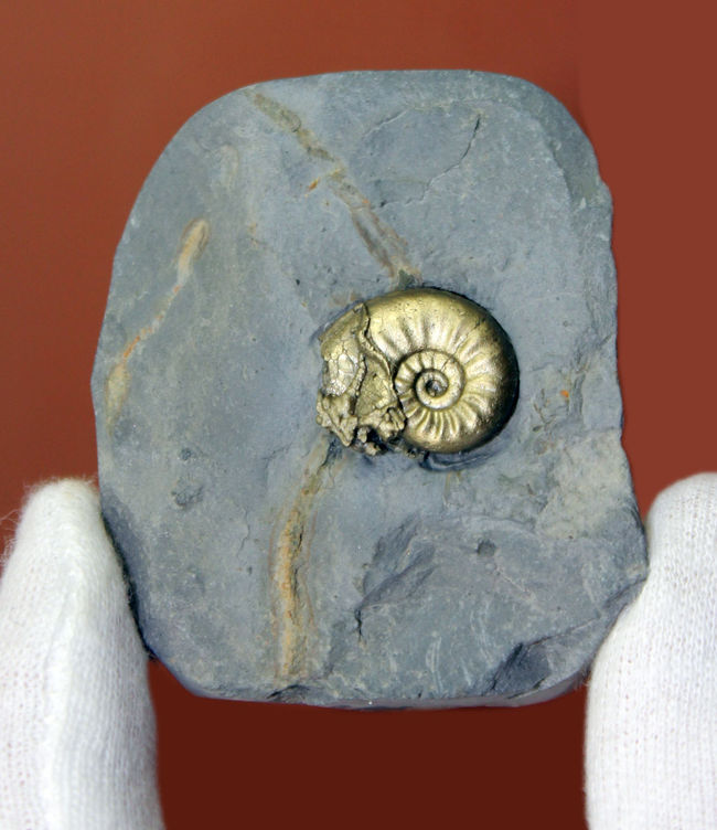 山口県産　ジュラ紀　アンモナイト　極希少 山口県のジュラ紀のアンモナイト化石 - Ushidama Farm