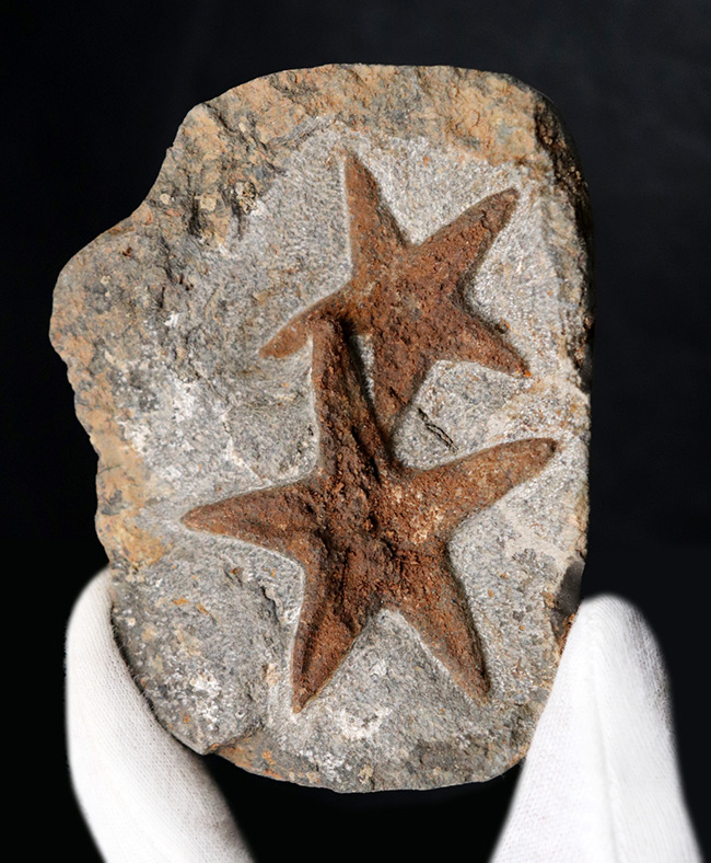 まさに星型！２体が並んだ美しき標本、古生代オルドビス紀のヒトデ、ペトラスター（Petraster）のマルチプレート化石（その1）