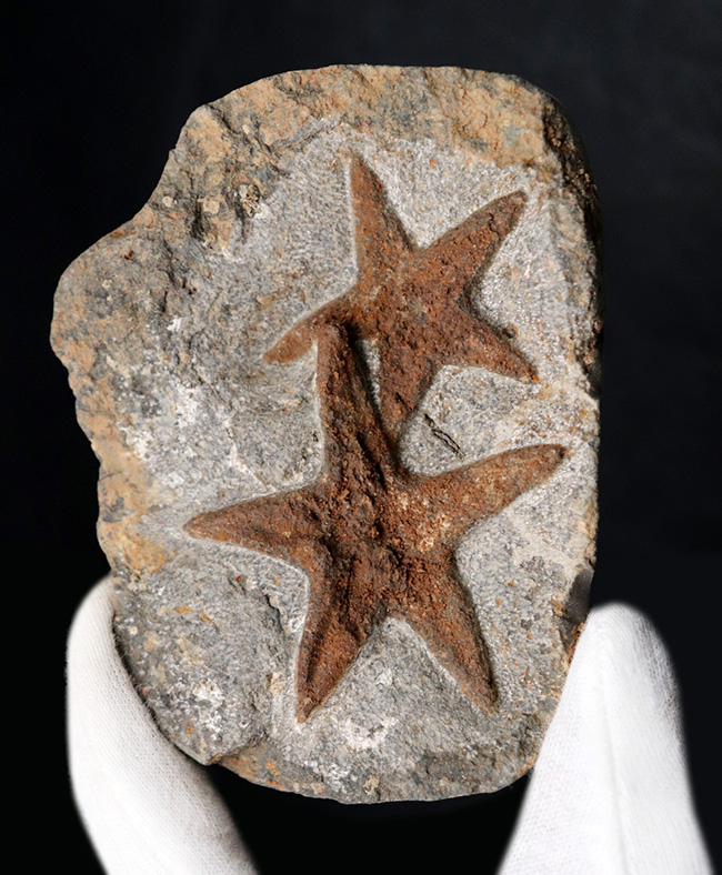 まさに星型!2体が並んだ美しき標本、古生代オルドビス紀のヒトデ、ペトラスター(Petraster)のマルチプレート化石(その1)