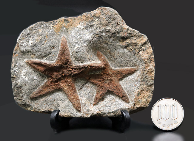 まさに星型!2体が並んだ美しき標本、古生代オルドビス紀のヒトデ、ペトラスター(Petraster)のマルチプレート化石(その10)