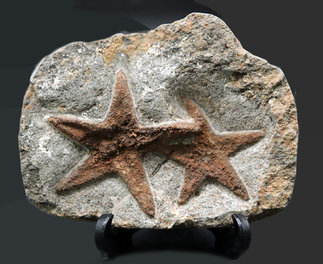 まさに星型！２体が並んだ美しき標本、古生代オルドビス紀のヒトデ、ペトラスター（Petraster）のマルチプレート化石（その2）
