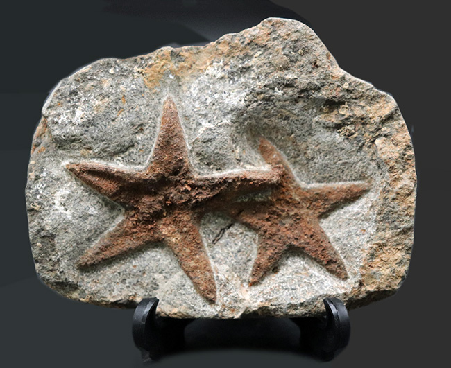 まさに星型!2体が並んだ美しき標本、古生代オルドビス紀のヒトデ、ペトラスター(Petraster)のマルチプレート化石(その2)