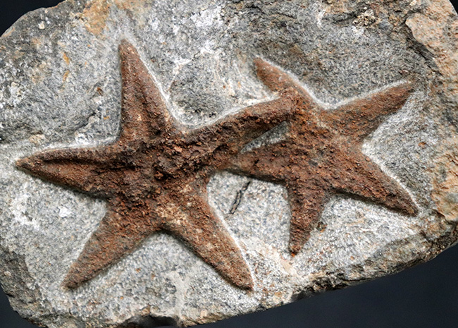 まさに星型！２体が並んだ美しき標本、古生代オルドビス紀のヒトデ、ペトラスター（Petraster）のマルチプレート化石（その3）