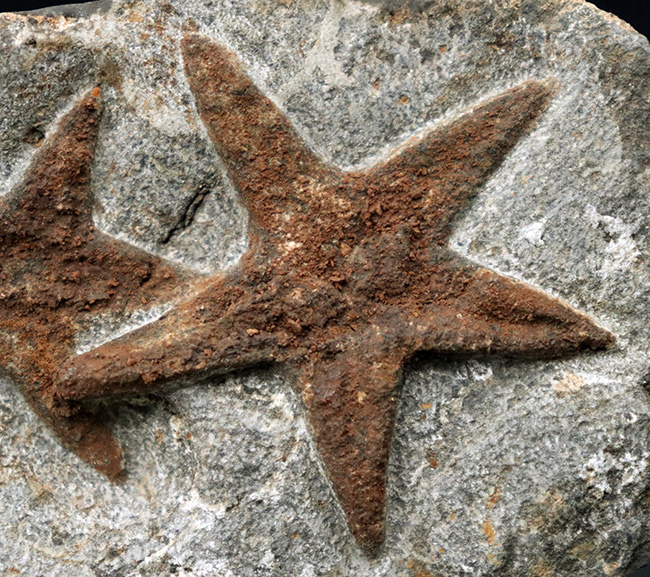 まさに星型！２体が並んだ美しき標本、古生代オルドビス紀のヒトデ、ペトラスター（Petraster）のマルチプレート化石（その4）