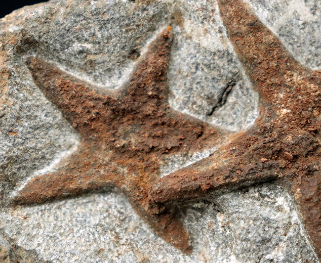 まさに星型！２体が並んだ美しき標本、古生代オルドビス紀のヒトデ、ペトラスター（Petraster）のマルチプレート化石（その5）