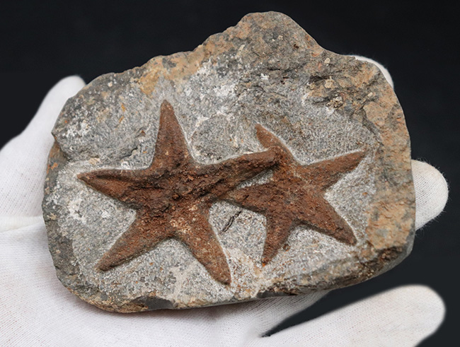 まさに星型!2体が並んだ美しき標本、古生代オルドビス紀のヒトデ、ペトラスター(Petraster)のマルチプレート化石(その6)