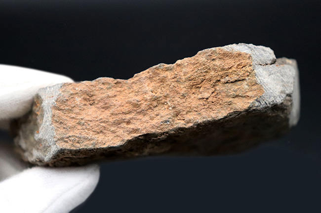 まさに星型!2体が並んだ美しき標本、古生代オルドビス紀のヒトデ、ペトラスター(Petraster)のマルチプレート化石(その8)